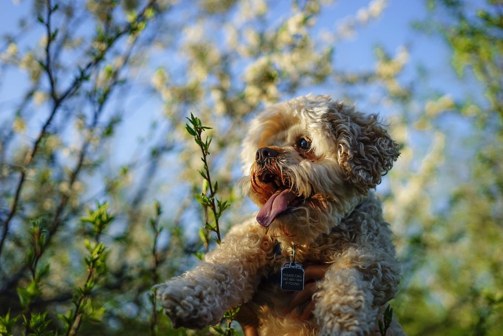 visualbourn's tweet image. had a lil photo shoot w my best friend 🐩