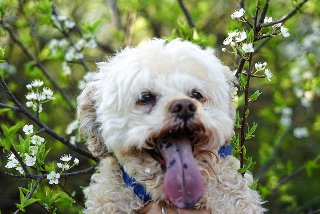 visualbourn's tweet image. had a lil photo shoot w my best friend 🐩