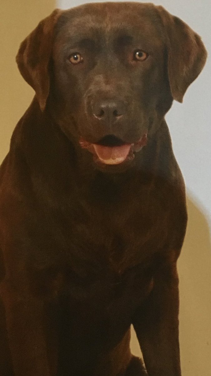 L’amore di un cane e per un cane lo può capire solo chi li ha...Ciao Gina ci mancherai 😢R.I.P