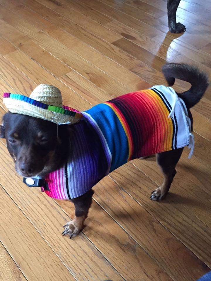 lynne515's tweet photo. Happy Cinco de Mayo y'all! https://t.co/iuIVkS5Oqo