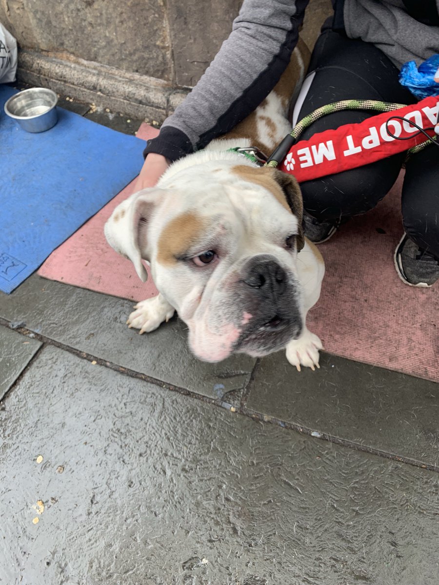 MightyMutts's tweet image. Raining and almost Monday? Thatcher is not pleased. #adoptdontshop