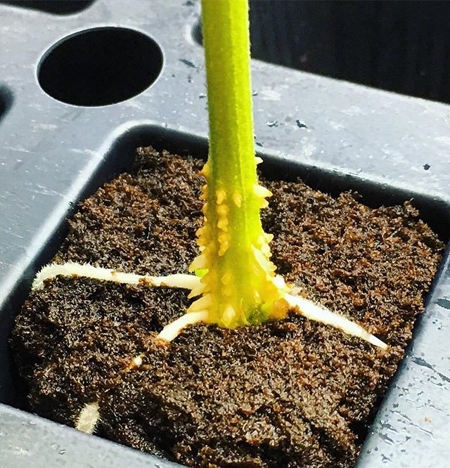 CapitalClones's tweet photo. #24kgoldsmoothie #clone #beastmode #roots #cottonmouthgenetics 🌱#cannabis #cannabiscommunity #capitalclones #michigangrowers #michigangrown #michiganmemes #michiganmedical #michiganmedicalmarijuana #mmmp #michiganmeds #mmfla #michigancannabis https://t.co/veFtnHSmgQ https://t.co/ZUdBABjlbH