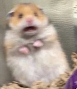 Me seeing hundreds of people getting killed
X
Me seeing a CGI dog getting abandoned

#GameofThrones