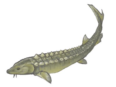 応魚 やや低浮上 古代魚 ロシアチョウザメ イラスト Ancientfish チョウザメ の特徴の一つ ヒゲを描き忘れていました 色も重ねてみました ロシアチョウザメって 黄色と黒の配色がカッコイイですね T Co Hhdlobg4ra Twitter 応魚 やや低浮上 古代魚 ロシアチョウザメ イラスト Ancientfish チョウザメ の特徴の一つ ヒゲを描き忘れていました 色も重ねてみました ロシアチョウザメって 黄色と黒の配色がカッコイイですね T Co Hhdlobg4ra Twitter