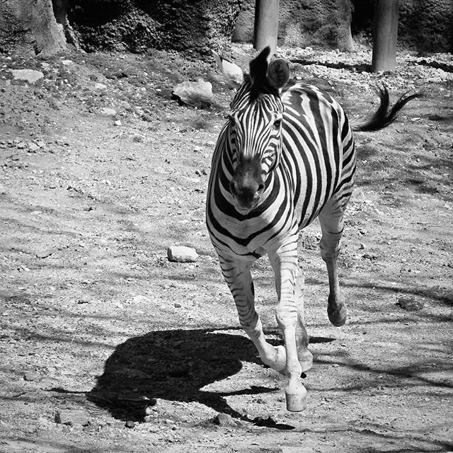 #zebra bit.ly/2UYwUBG
