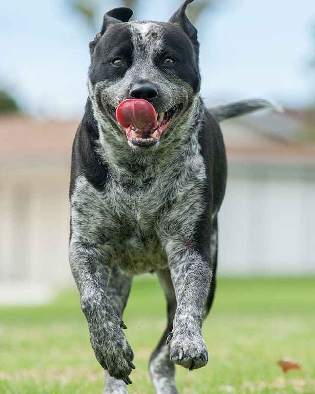 BnCPetGoods's tweet photo. Who else is always running outside when the sun is back?🌡☀️🐕
.
.
.
.
.
#dogs #dogstagram #dogsofinstagram #rawfeddogs #rawfed #rawfeedingcommunity #adventuredog #showdog #bncpet https://t.co/RHjZfAYusu https://t.co/oQII4etedr