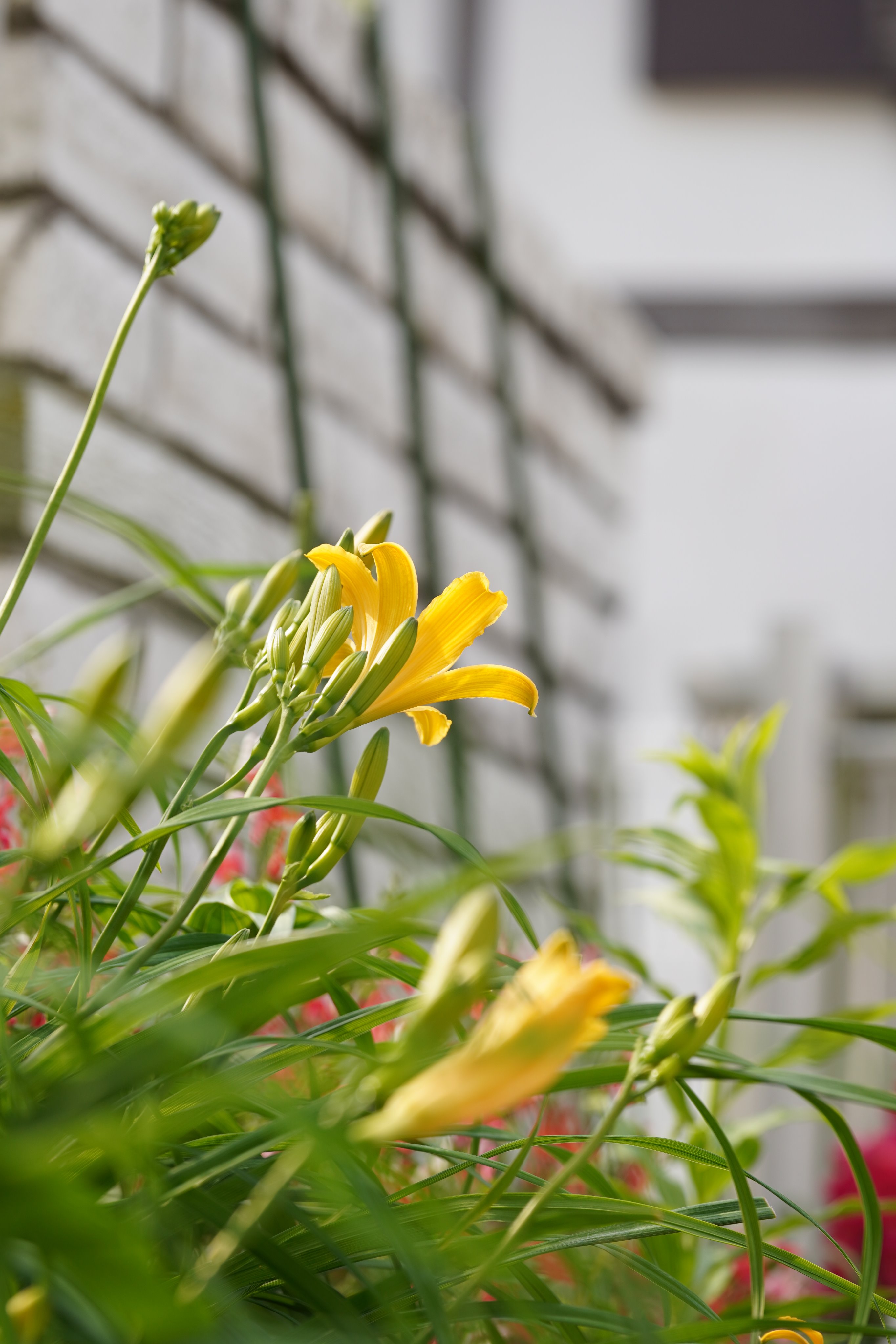 Twitter 上的 Q ニッコウキスゲ バナナみたいな蕾 花期は短く 1 2日 儚し ファインダー越しの私の世界 花 写真好きな人と繋がりたい キスゲ 花 植物 Flower キリトリセカイ 写真で伝えたい私の世界 Photography Photo 写真撮ってる人と繋がりたい