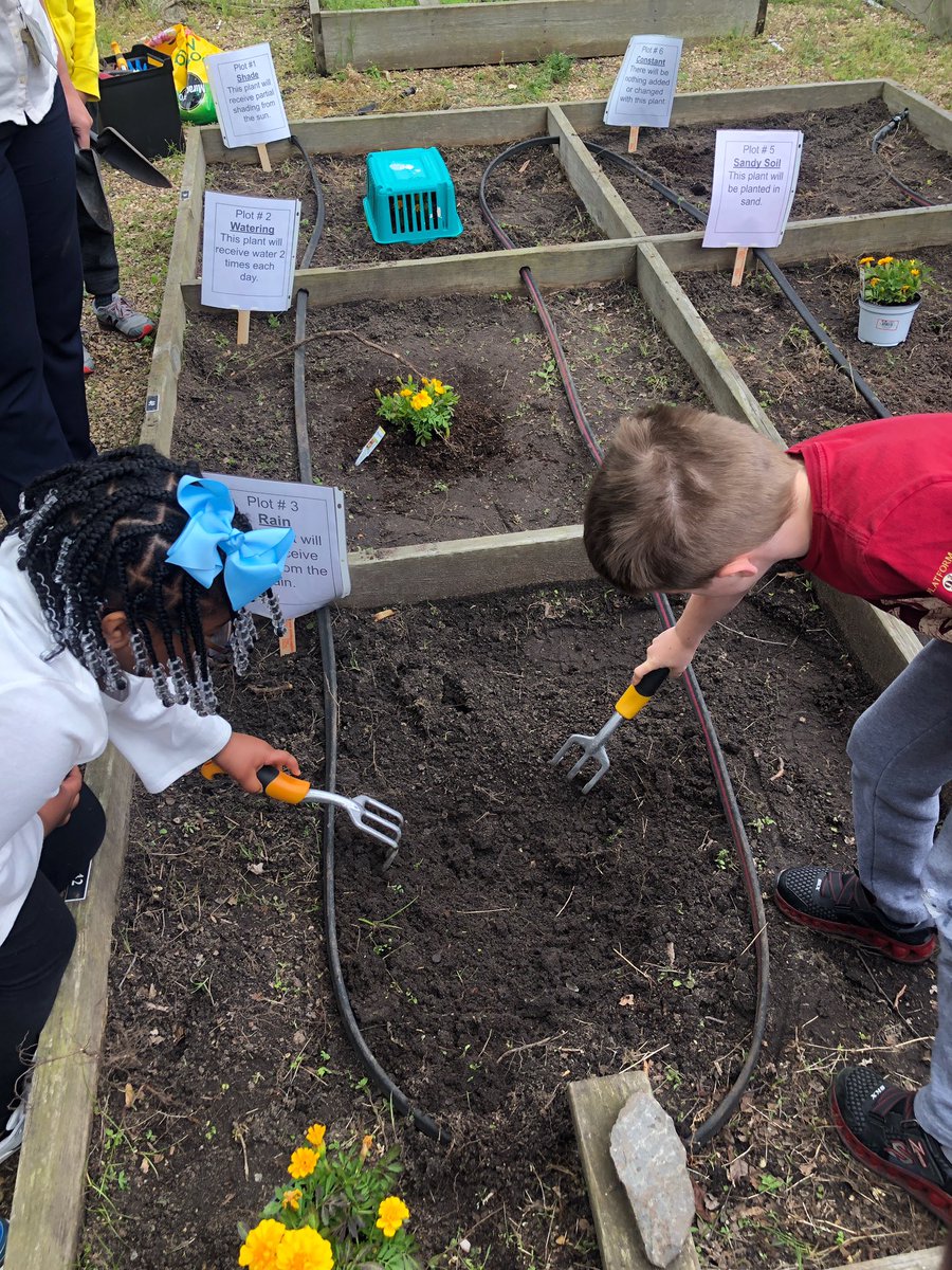 Sarah_Morris12's tweet photo. Our grade level started a project in our garden last week! We are introducing students to the #scienticmethod while learning about plants! #firstgrade #projectbasedlearning @RedMillES @RMESPrincipal https://t.co/3LExeOTB1G