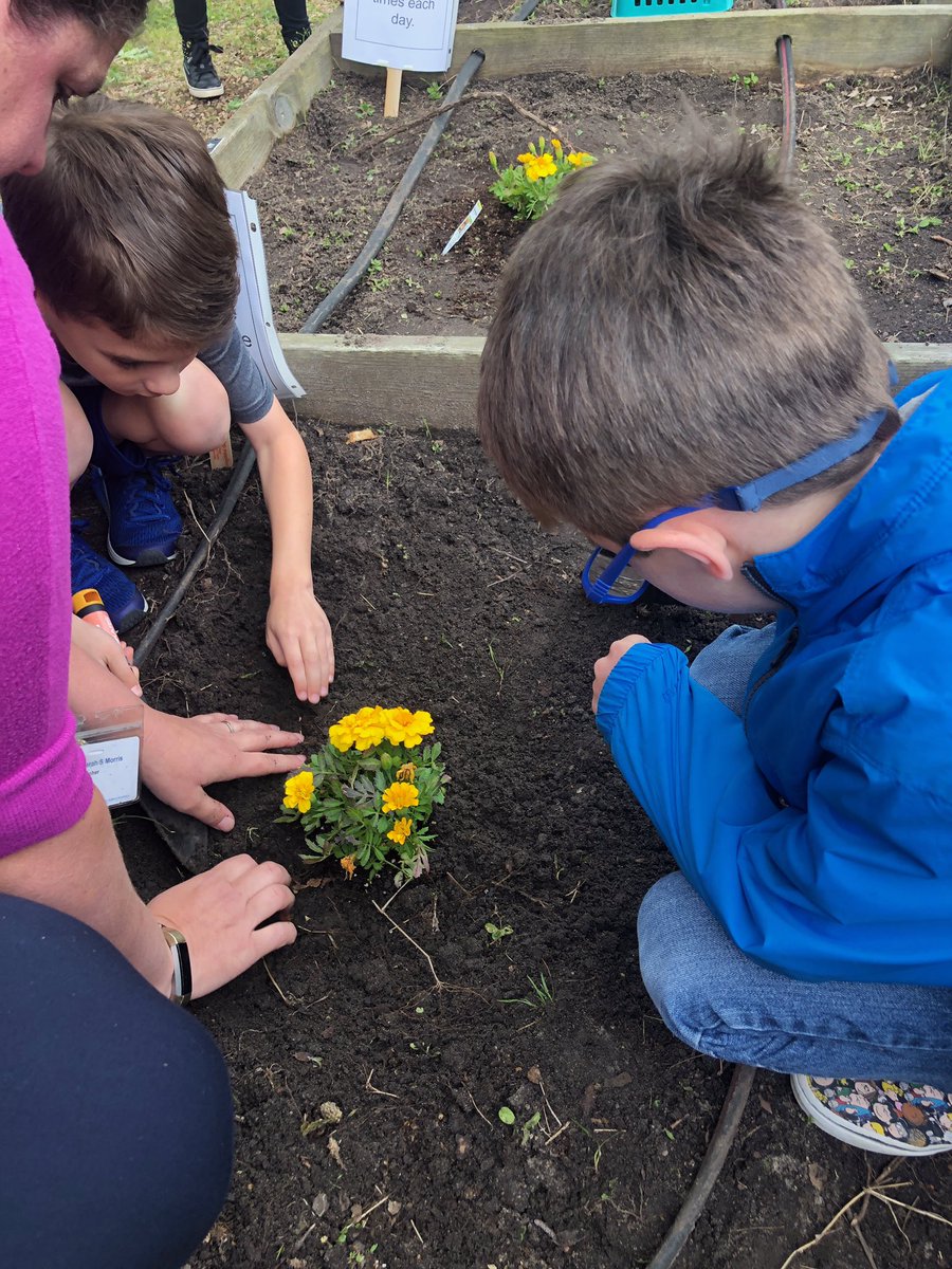 Sarah_Morris12's tweet photo. Our grade level started a project in our garden last week! We are introducing students to the #scienticmethod while learning about plants! #firstgrade #projectbasedlearning @RedMillES @RMESPrincipal https://t.co/3LExeOTB1G