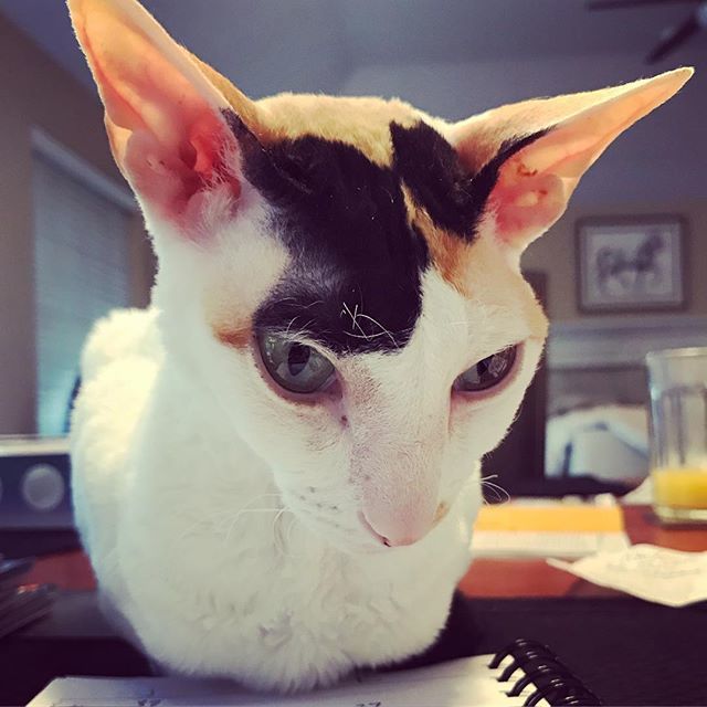 BulletFarmGal's tweet photo. Invisible feets kitty #splendid #splendidthecat #cornishrex #cornishrexcats #catsofinstagram #cats_of_instagram #catsagram https://t.co/aAUMsKS2rq https://t.co/MbDLmyXaZx