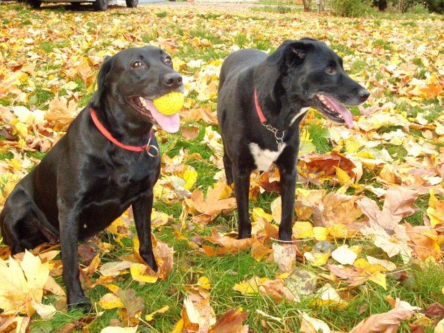 adventuredogs's tweet image. Where the Bleep have I been? adventuredogs.wordpress.com/2019/05/05/rea…