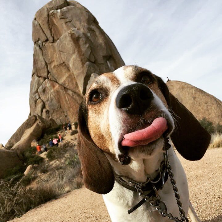 Said goodbye to my sweet boy today. Rest easy now, NewsHound. I know you’re onto bigger and better adventures filled with mountains to climb and rivers to splash in. 💔🐾🐶