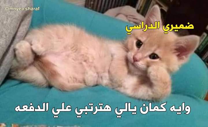 ToqaAntar tweet picture