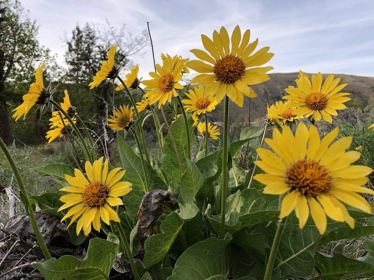 KelleyBayernWX's tweet photo. Wildflowers and wild walls. 🌻 #TietonWA #climbwa #optoutside https://t.co/XHPeZhJXco