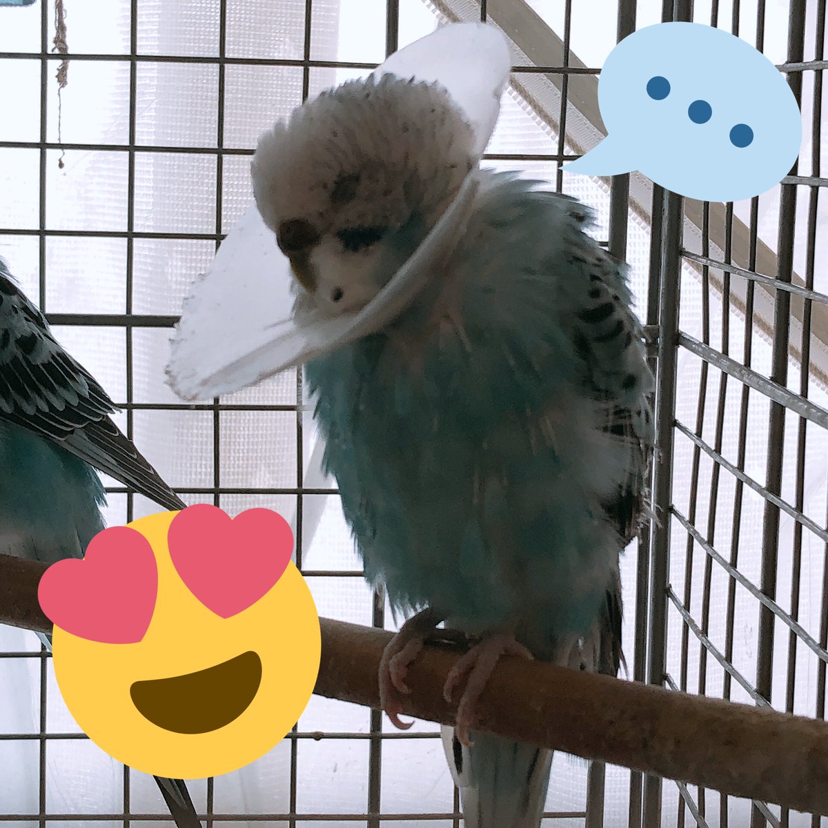 もぐもぐタイムのあとのねむねむタイム💤

インコ好き、鳥好きさんと繋がりたい
#セキセイインコ