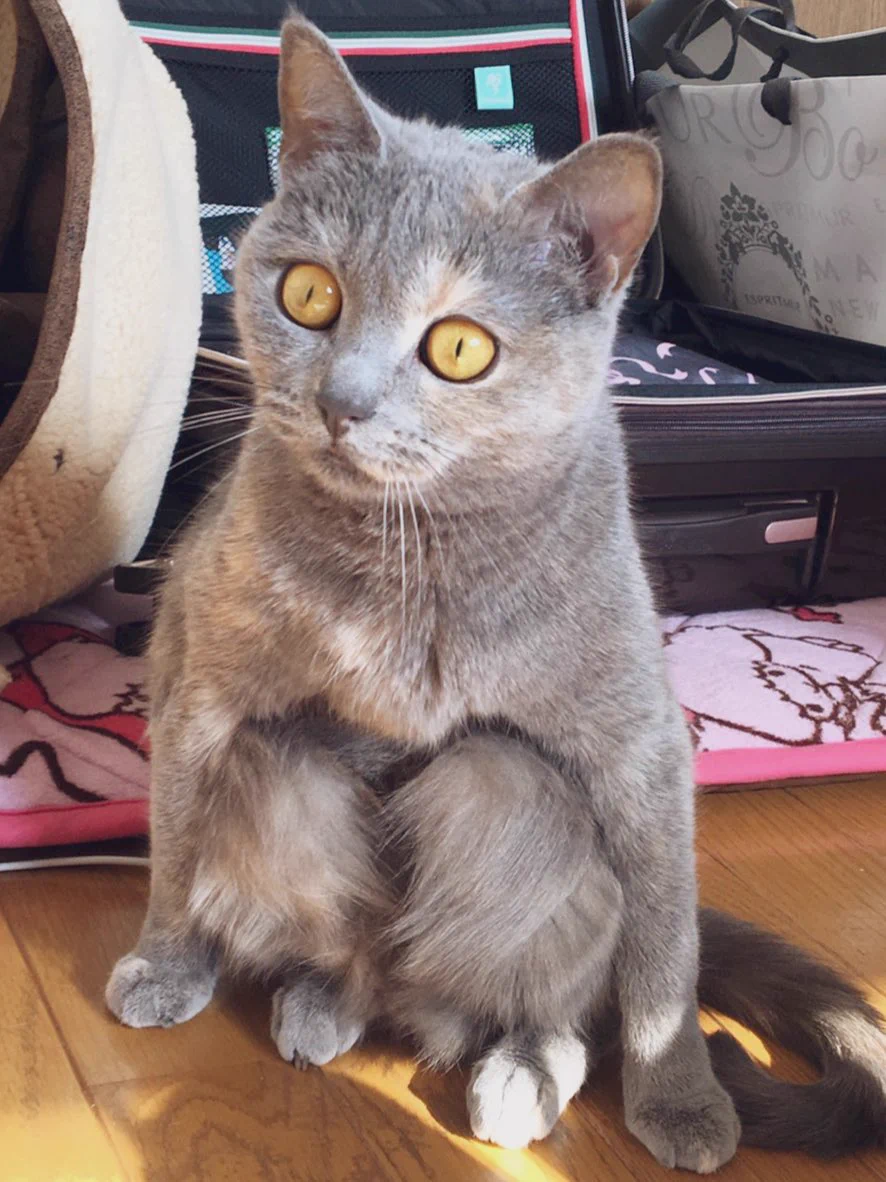 中に人間が入ってる！？キョトン顔の猫ちゃんの体勢が可愛すぎる！