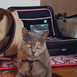 中に人間が入ってる!？キョトン顔の猫ちゃんの体勢が可愛すぎる!