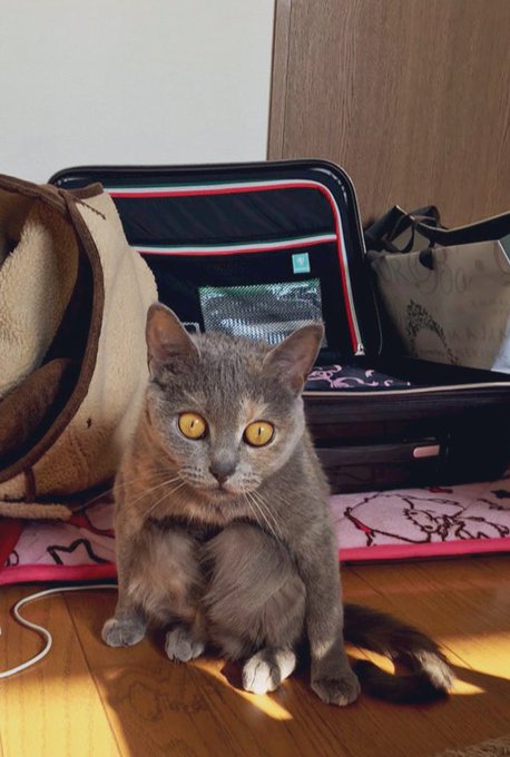猫のおもしろ画像 354枚