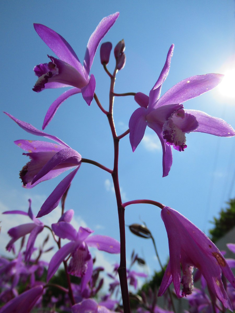 ヒカルさんがフリー画像をupするだけのアカウント 紫蘭 シラン Urnorchid 5月6日誕生花 フリー画像 フリー素材 写真