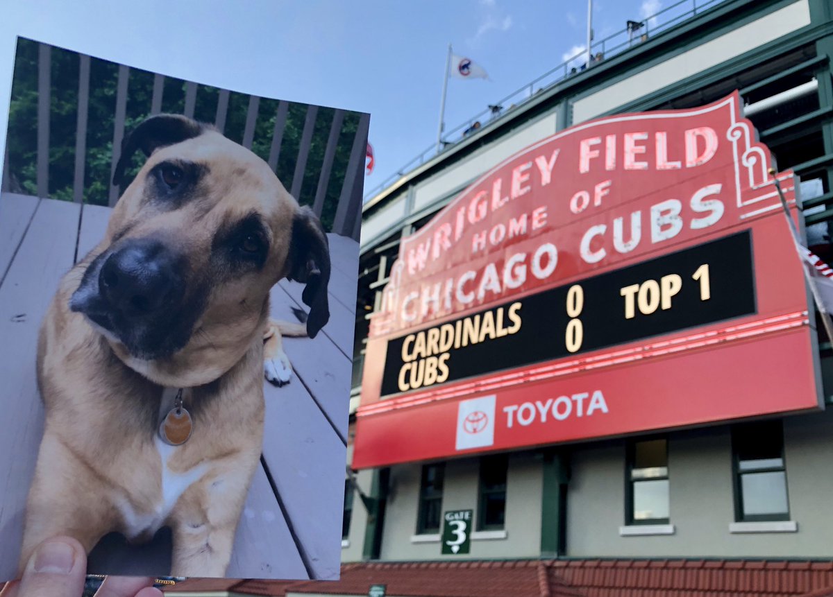 Mary Weinstein Dunn (@marywdunn) on Twitter photo This is my #Wrigley. He has terminal liver cancer and really wanted to make it to his field. Since the trip from NC would be a bit too long, this is the best I could do. Whatcha think, <a href="/Cubs/">Chicago Cubs</a>? The new face of #WrigleyField? #GoCubs This is my #Wrigley. He has terminal liver cancer and really wanted to make it to his field. Since the trip from NC would be a bit too long, this is the best I could do. Whatcha think, <a href="/Cubs/">Chicago Cubs</a>? The new face of #WrigleyField? #GoCubs