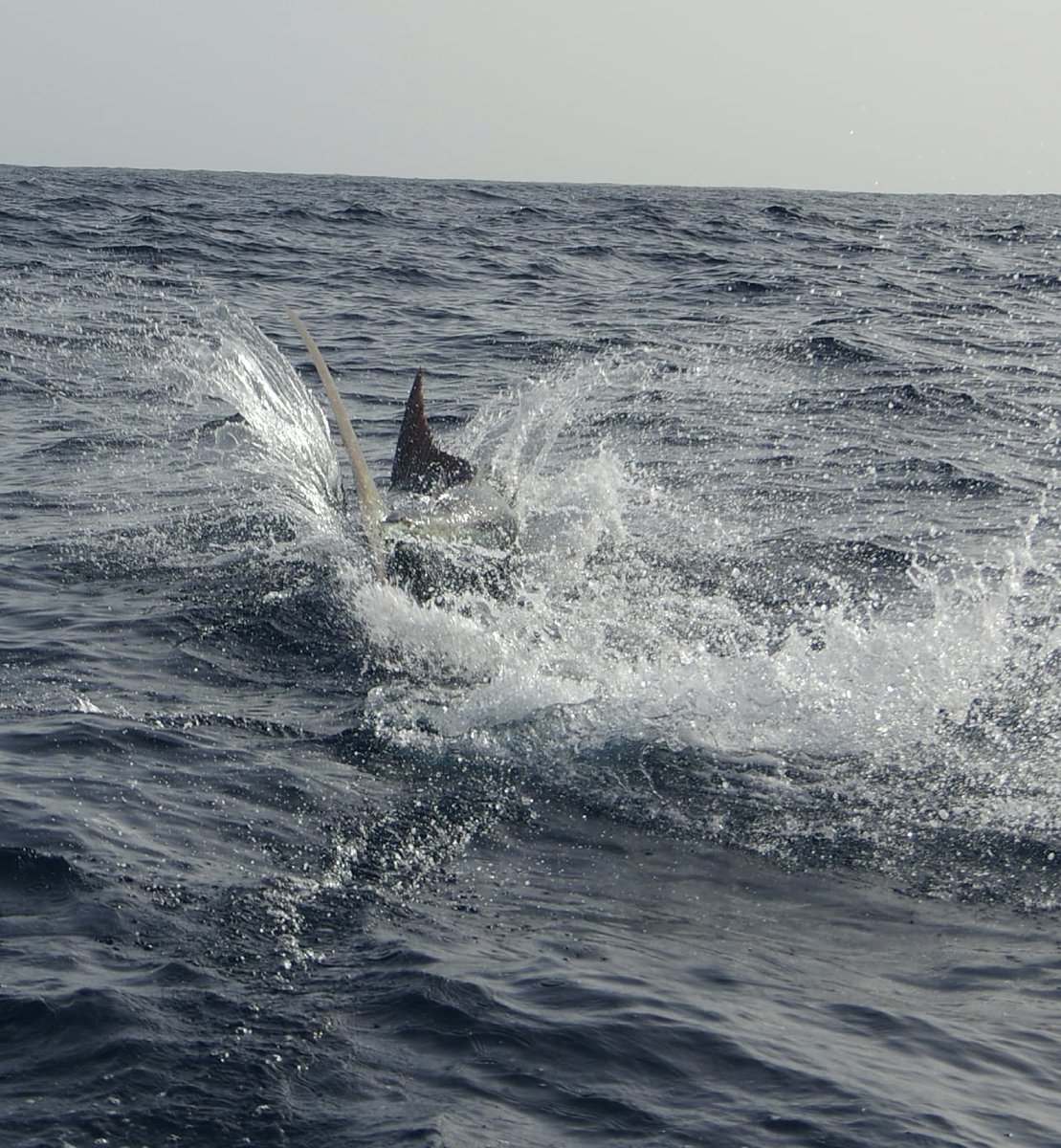 Billfish Report tweet media