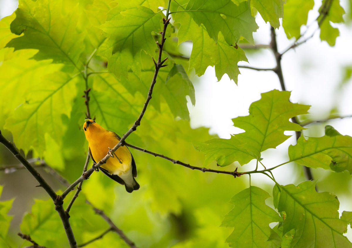 GourmetScience's tweet photo. Native #Nature Trifecta, Prothonotary #Warbler, Red Oak(Quercus rubra), and one of the 534 native lep species that feeds on oaks. https://t.co/Srr9O4iEEU