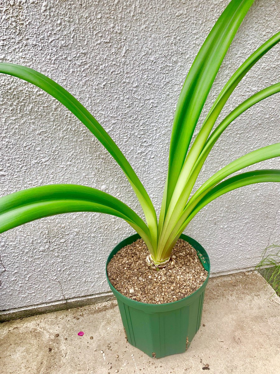 栗鳥巣 V Twitter 園芸者の朝は早い クロネコヤマトのアマリリス 花が終わったものを植え替え て庭へ お日さまに当てて球根も太らせるぞー 来年も再来年も長い間楽しめそうなヤマトアマリリスやっぱ安いと思うぞ 栗鳥巣 V Twitter 園芸者の朝は早い クロネコヤマトのアマリリス 花が終わったものを植え替え て庭へ お日さまに当てて球根も太らせるぞー 来年も再来年も長い間楽しめそうなヤマトアマリリスやっぱ安いと思うぞ