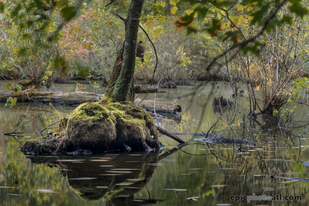 "A man can be himself only so long as he is alone, and if he does not love #solitude, he will not love freedom, for it is only when he is alone that he is really free." - Arthur Schopenhauer
.
.
.
#quoteoftheday #nature #swamp #florida