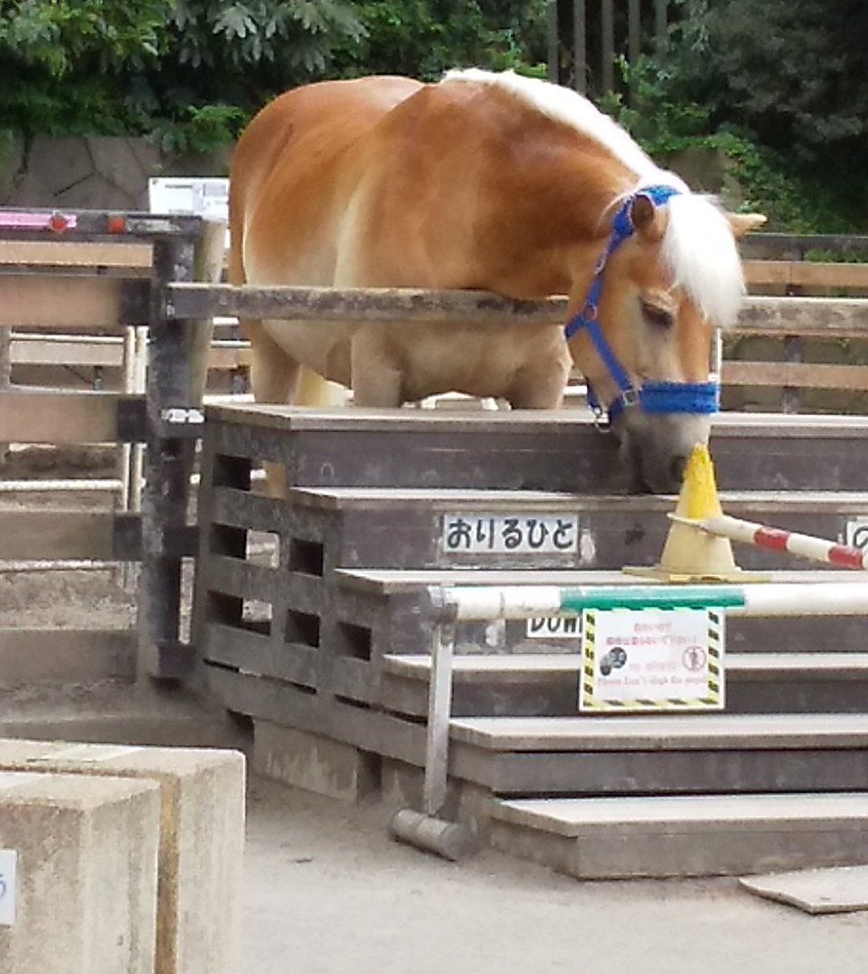ポニー公園 ポニー公園