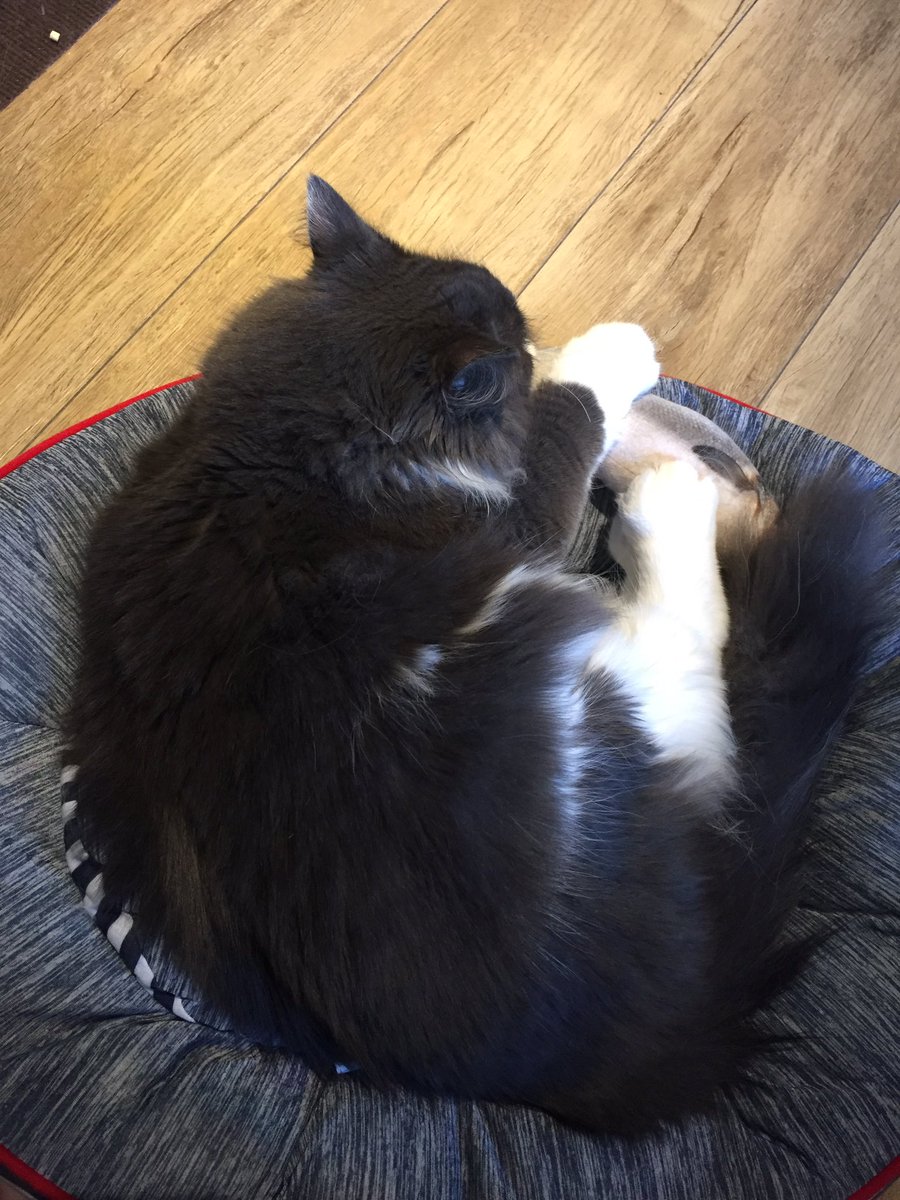 neginyan0717's tweet photo. おやんちゃ坊のるる君🐱💓お魚さん気に入ってくれた��たいでよかった🐟🐟

 #ノルウェージャンフォレストキャット #猫 #猫のいる生活 #猫好きさんと繋がりたい https://t.co/RJivP7OCRk