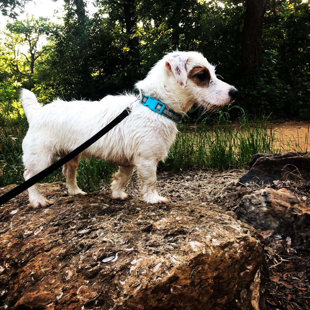 Rocket_The_JRT's tweet photo. Little pupper, big adventures! #sundayfunday #doggo #puppy #DogsofTwittter #celebratedogs https://t.co/sYrUn0K869