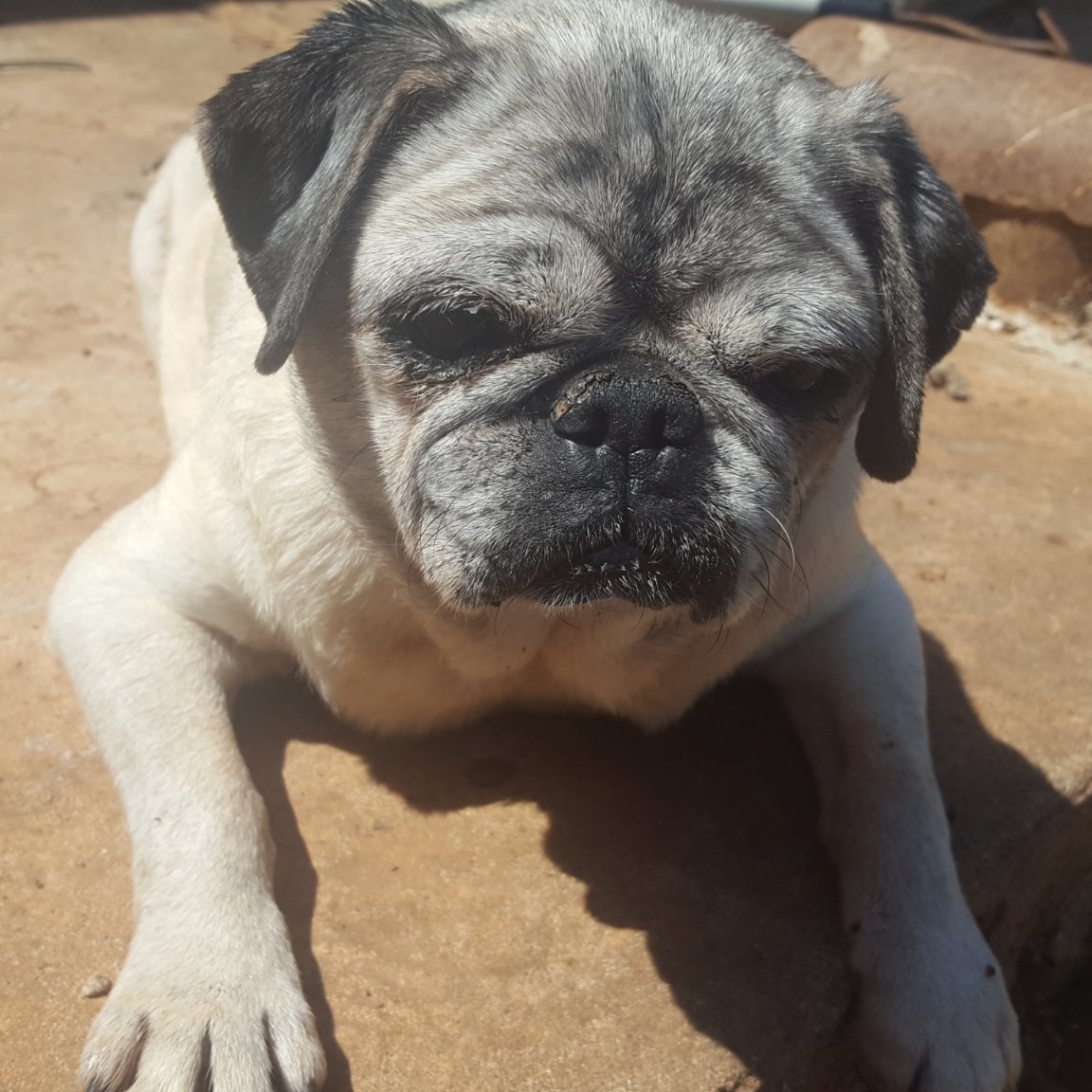 PugHollow's tweet photo. The one thing we haven't shared today is a #SleepySunday. So here's a somnolent Stormy soaking up some sun. (Say that 5 times fast. I dare you.) #pug #puglove #puglife #sunpug #dogsoftwitter https://t.co/cJfahemi71