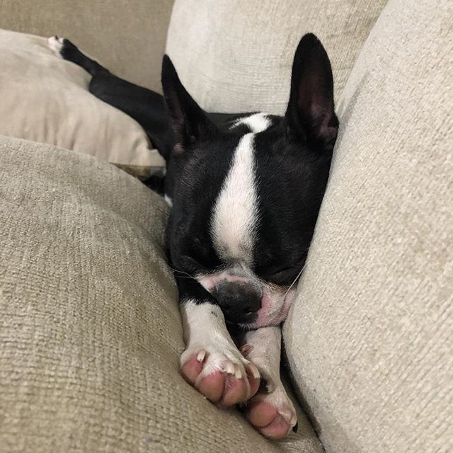 shiorinrin's tweet photo. Nene-chan is back from boarding. She played a lot so she is sooo tired now. #bostonterrier #dog #puppy #dogstagram #instadog #blackandwhite #littlemonster #lilmonsta #ボストンテリア #ボステリ #犬 #いぬ #子犬 #白黒 #鼻ぺちゃ #お転婆娘 https://t.co/EEZG4CvIsJ