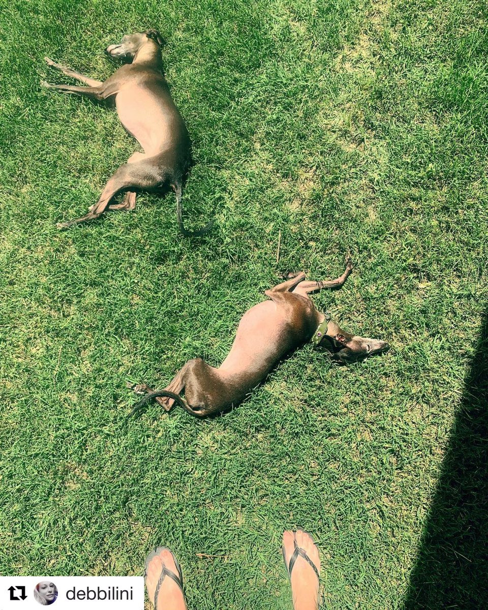 thedogsof30a's tweet photo. Cinco de Mayo 😳 #CincoDeMayo2019 #sunnysouthwalton #30awoofwoofpack #30atribe #southwaltongetaway #localslove30a https://t.co/gkoDNQXOSt
