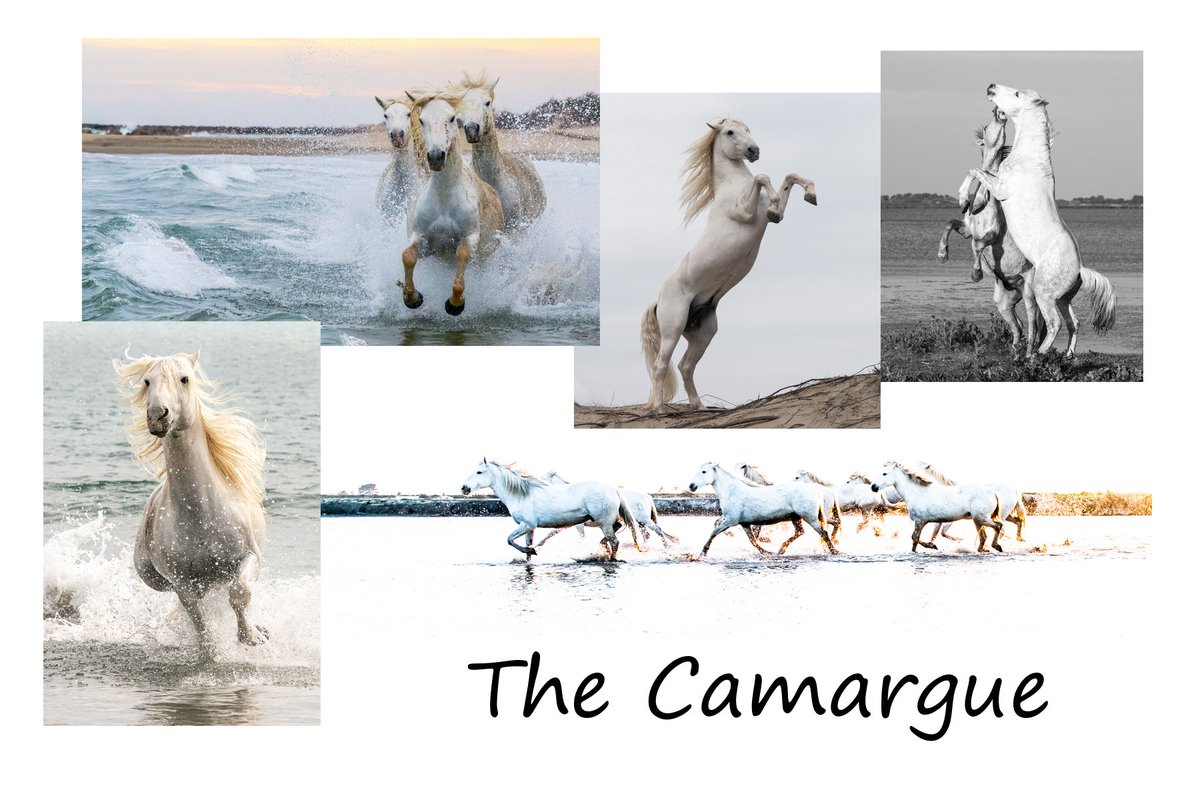 drdrmjo's tweet photo. Serge Krouglikoff of https://t.co/MY5cSUjcGx is the expert in accessing the wild white horses of the Camargue for stunning photographic opportunities.  An unforgettable experience! https://t.co/TpY2B4uiuC