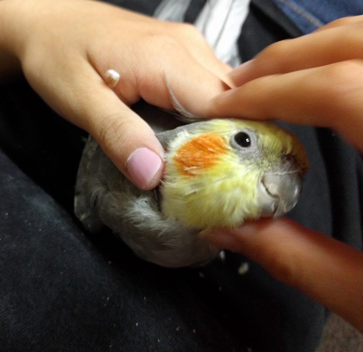 corocropi's tweet photo. 昨日のこどもの日に、我が家のクッキーが10歳の誕生日を迎えました(^o^)これからもずっと元気でいてほしいです。

カキカキでうっとり💕でもこのあと急に怒りだしリビング探索にいそしむのが日課です。

#オカメインコ https://t.co/Ki854Bganq