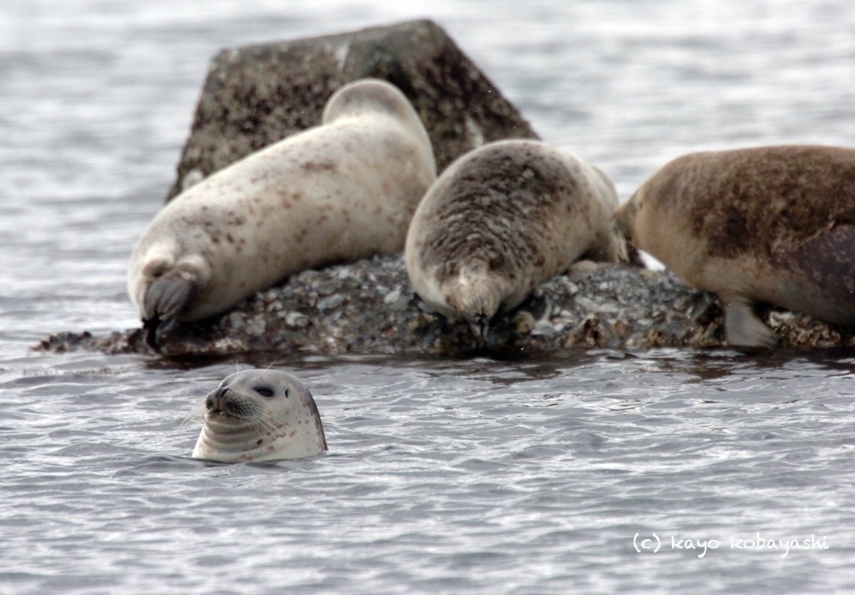 コバヤシカヨ Di Twitter ぷかぷか休憩中 W っ Z 北海道 抜海 抜海港 稚内 道北 ゴマフアザラシ アザラシ あざらし ゴマちゃん ごまちゃん アザラシぷかぷか ぷかぷか ゴマフウイーク Haborseal Marinemammals Seals Hokkaido Japan コバヤシカヨ Di Twitter ぷかぷか休憩中 W っ Z 北海道 抜海 抜海港 稚内 道北 ゴマフアザラシ アザラシ あざらし ゴマちゃん ごまちゃん アザラシぷかぷか ぷかぷか ゴマフウイーク Haborseal Marinemammals Seals Hokkaido Japan
