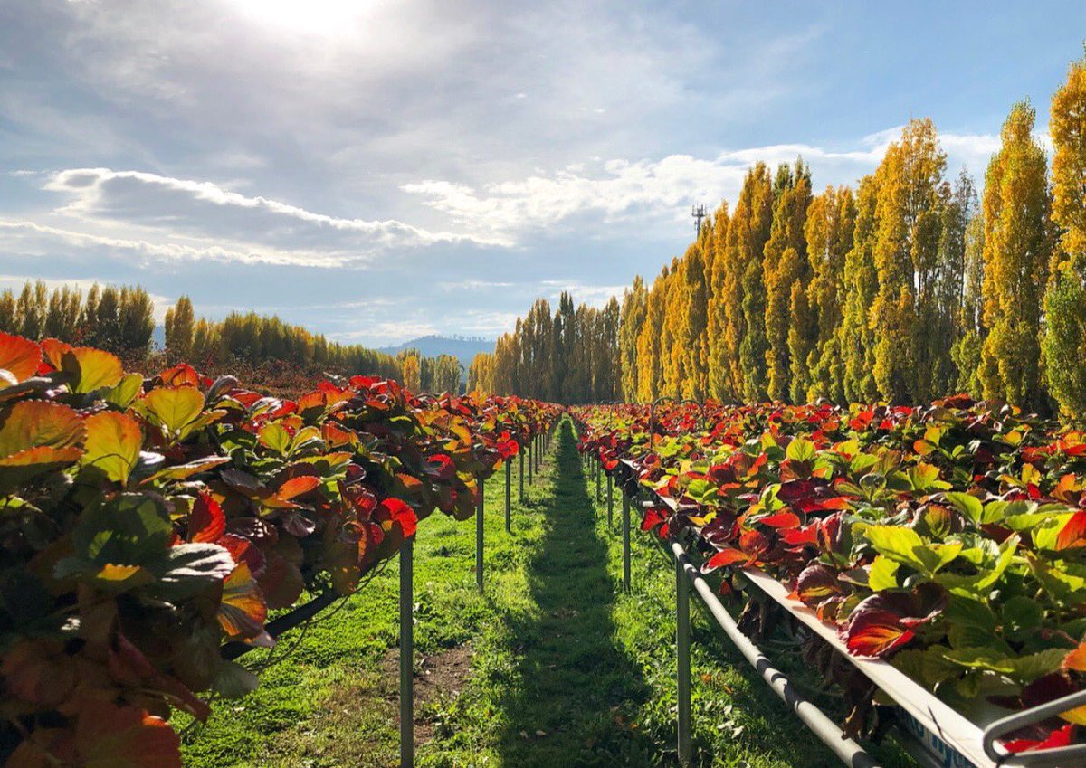 All the colours 💛🍓💚🧡💙 #nofilter