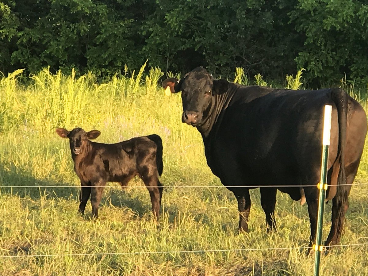 mcclendon_p's tweet photo. Mama and calf ventured across the creek this evening. https://t.co/6ZrL0KTEwZ