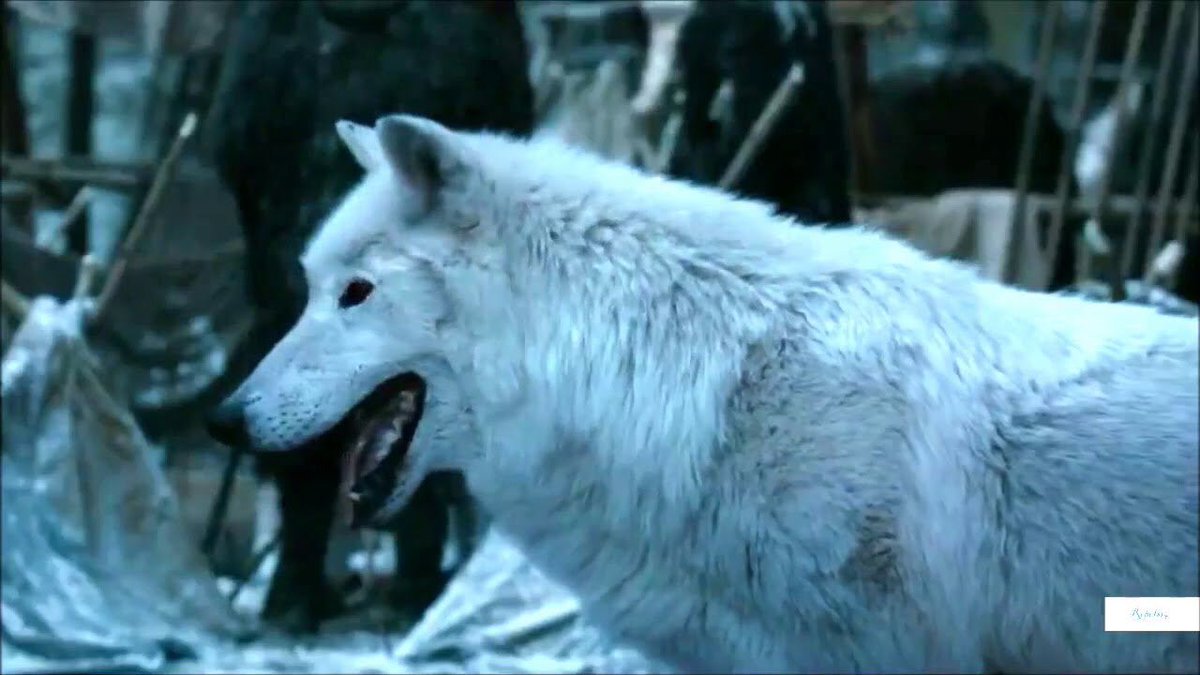 RhaegarSand's tweet image. i can‘t believe that‘s how they end ghost‘s storyline after ignoring him for seasons! the north remembers. #GameofThrones