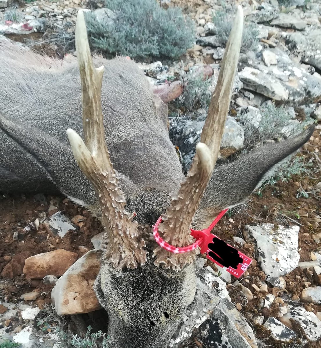 Impresionante rececho tras el duende el bosque al final me conseguí hacer con el gracias a la compañía y la experiencia de mi hermano <a href="/pamplonajavi/">Javi</a> @DeCazaLaChasse <a href="/CazaEsp/">Caza ESP</a> <a href="/jaraysedal/">Jara y Sedal</a>