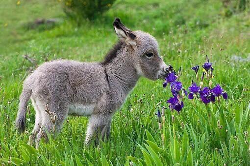 djgetsboys's tweet photo. A wildly underrated animal https://t.co/Wzik1YO82y