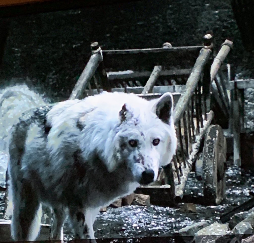 @Darkness429 Imagine a Guy not giving this Goodest of Boys some love and pats before he leaves you after you fought the dead and lost part of your ear.