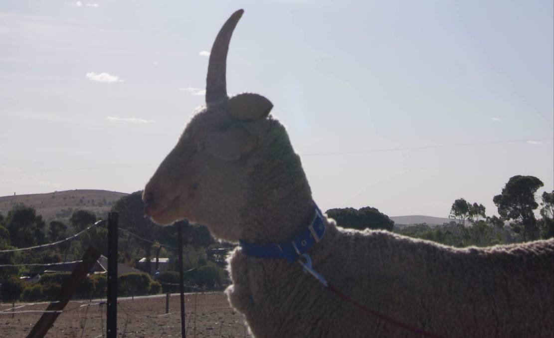 WesternMag1's tweet photo. Well that's not something you see everyday! A 'Unicorn sheep' has been purchased for two cartons of beer.
https://t.co/UhIHUPAmim https://t.co/GUemUbMHG7