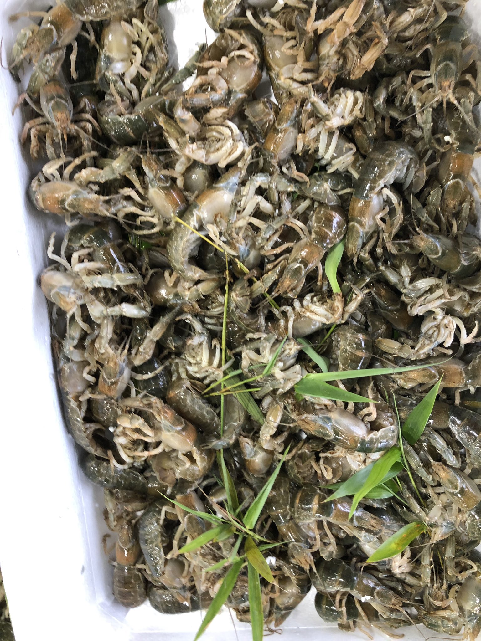 柳川マルマ 鮮魚卸し マジャク 有明海産 天ぷらで美味しいです マジャク 穴ジャコ 有明 T Co Cws8j2bqtn Twitter