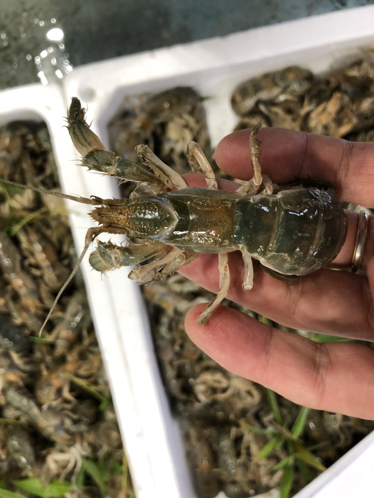 柳川マルマ 鮮魚卸し マジャク 有明海産 天ぷらで美味しいです マジャク 穴ジャコ 有明 T Co Cws8j2bqtn Twitter
