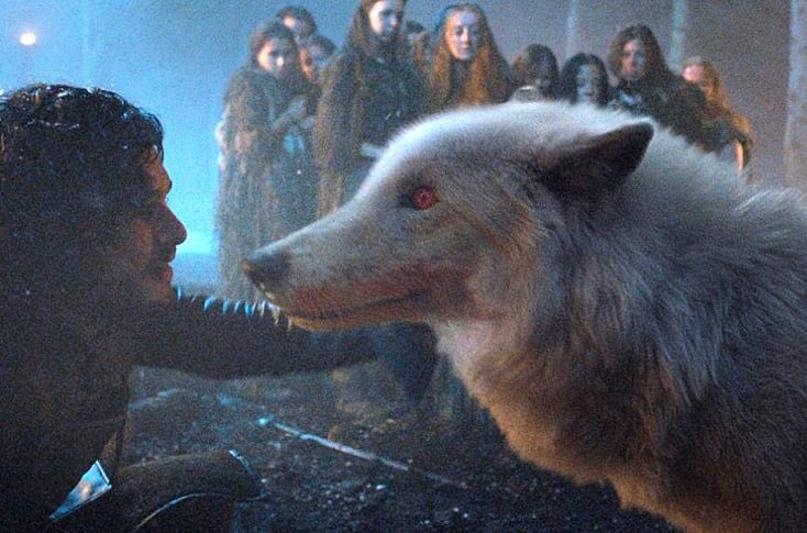 LaunchersInc's tweet photo. Can someone please pet ghost? He’s a good boy and deserves to know it #gameofthrones #got https://t.co/pie8OzqxIn