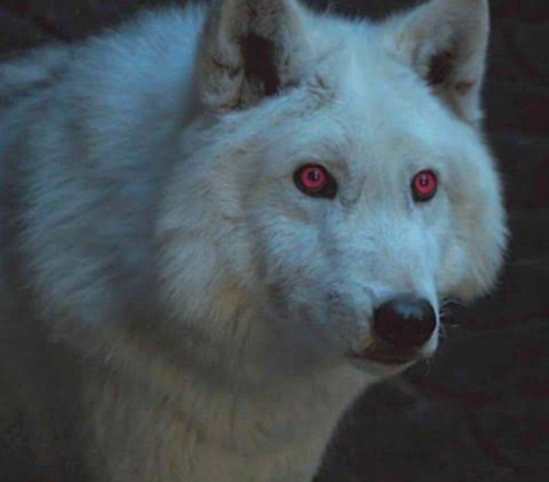 ohmytargaryen's tweet photo. I feel like I lost both of you tonight and I'm broken

#GameofThrones #GOTS8E4 https://t.co/MsidmFzqAn
