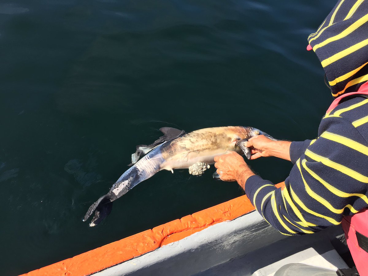 CIFAMAC1's tweet photo. Otra Cría de delfín oscuro encontrado muerta en la bahía de Mejillones Antofagasta Chile #muertemasivadelfinesmejillones @sernapesca @ifop_periodista @SeaShepherd_CL @OceanaChile @SubpescaCL #NoALaLeyLongueira https://t.co/9UkUK6W2p1