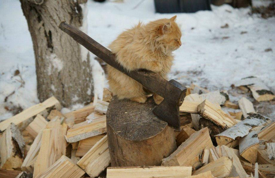 meow in the plaguelands 